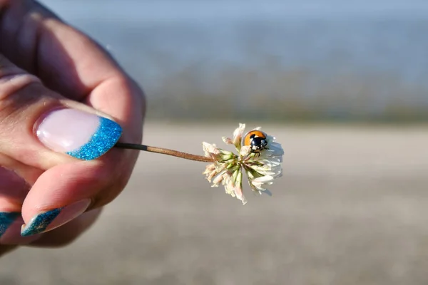 Prachtige Natuur Achtergrond Met Zand Zee Een Lieveheersbeestje Een Klaverbloem — Stockfoto