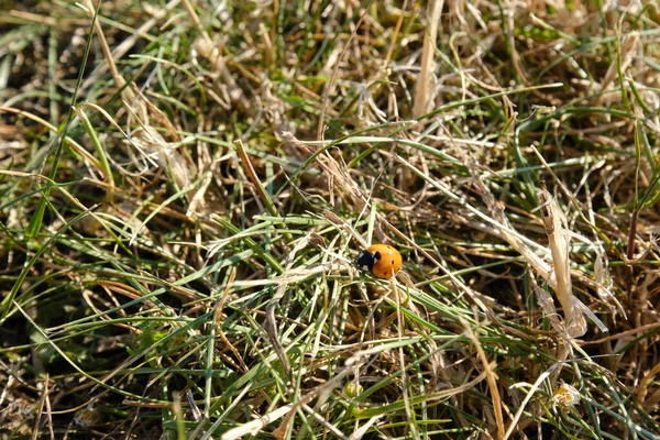 Bellissimo Sfondo Naturale Con Una Coccinella Sull Erba Foglie Trifoglio — Foto Stock