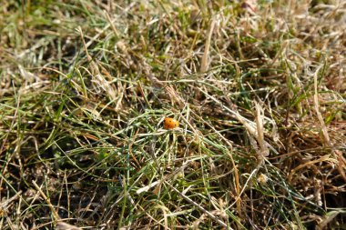 Çim ve yonca yaprakları üzerinde uğur böceği olan güzel bir doğa geçmişi var. Yazın açık hava, yakın çekim makrosu. Tasarım şablonu.