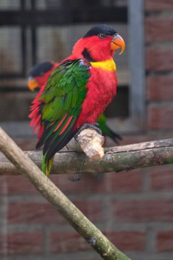 Renkli kırmızı bir kuş, bir kadın Lorikeet, bir dalda oturuyor..