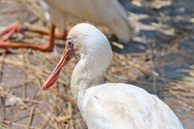 Güneşin altında duran Afrikalı bir kaşığın kafasından..