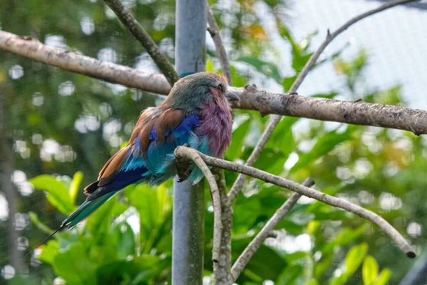 Blue Winged Kookaburra Bird Sitting Branch Wildlife Bird Watching — Stock Photo, Image