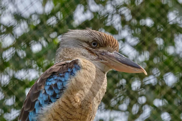 Niebieskoskrzydły Kookaburra Ptak Siedzący Gałęzi Dzika Przyroda Obserwowanie Ptaków — Zdjęcie stockowe