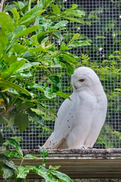 Snowy owl sits on a branch in the tree and looks straight into the camera.