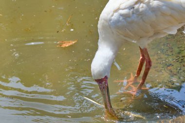 Suda duran bir Afrika kaşığının kafasından..
