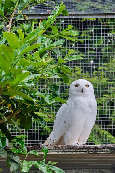 Snowy owl sits against a tree and looks straight into the camera.
