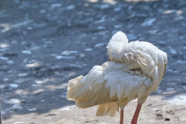 Bir Afrika Kaşığının Kafasından Vurulmuş Sırtı Kaşınan Güneşin Altında Duran — Stok fotoğraf