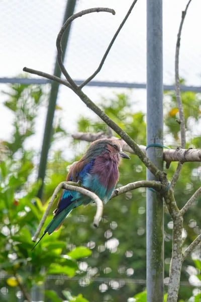 Kookaburra Alato Blu Uccello Seduto Ramo Fauna Selvatica Bird Watching — Foto Stock