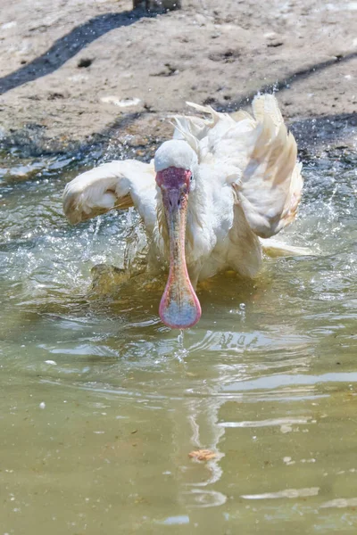 Africian spoonbill, bird jumps into the water.