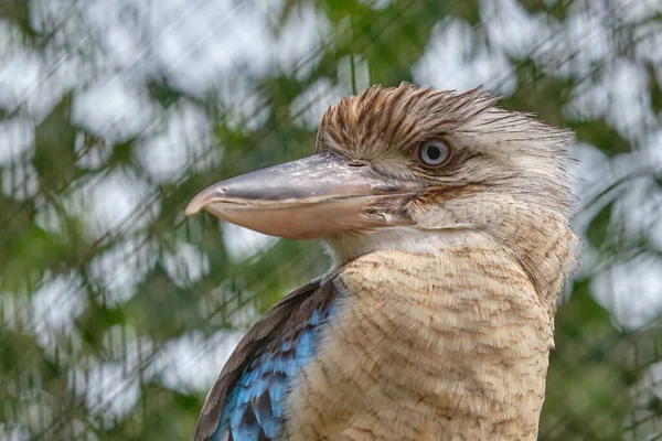 Blauwvleugelkookaburra Vogel Zittend Een Tak Wilde Dieren Alleen Hoofd — Stockfoto