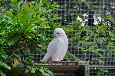 Karlı baykuş ağaçtaki bir dala oturur ve doğrudan kameraya bakar..