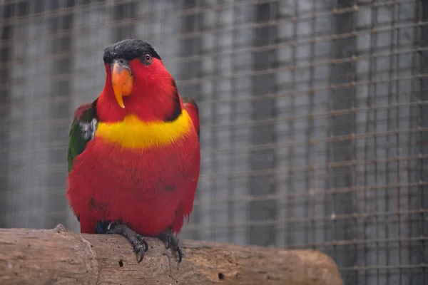 Colorato Uccello Rosso Lorikeet Donna Seduto Ramo — Foto Stock