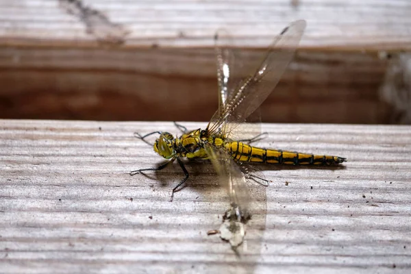黄色的蜻蜓栖息在木制长椅上 动物在蜻蜓身体上选择宏观焦点 — 图库照片