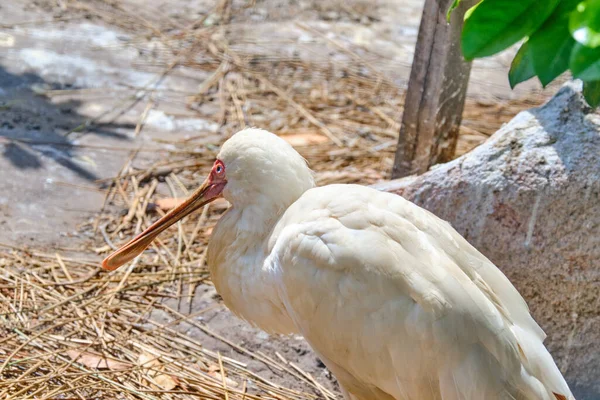 Foto Cabeza Una Espátula Africana Parada Sol — Foto de Stock