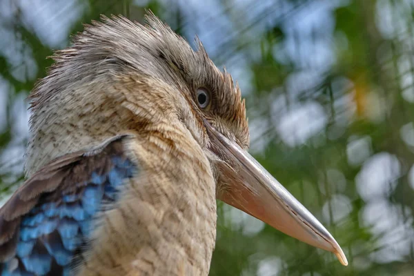 Blue Winged Kookaburra Bird Sitting Branch Wildlife Bird Watching — Stock Photo, Image