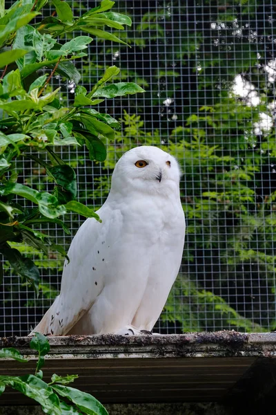 Schneeeule Sitzt Auf Einem Ast Baum Und Blickt Direkt Die — Stockfoto