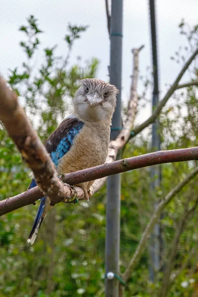 Μπλε Φτερωτό Κούκαμπουρα Πουλί Κάθεται Ένα Κλαδί Άγρια Ζωή Παρατήρηση — Φωτογραφία Αρχείου