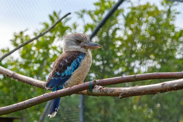 Blue-winged kookaburra, bird sitting on a branch. Wildlife, bird watching.