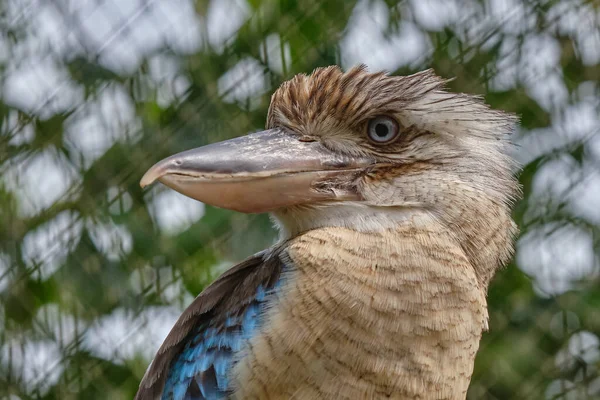 Hlava Modrokřídlé Kookaburry Pták Sedící Větvi Divoká Zvěř Pozorování Ptáků — Stock fotografie