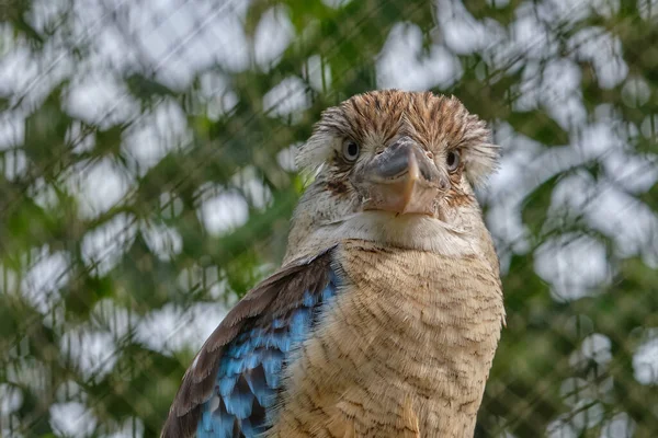 Head Blue Winged Kookaburra Bird Sitting Branch Wildlife Bird Watching — Stock Photo, Image