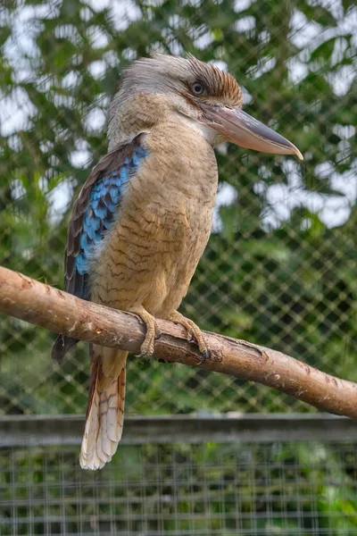 青い翼のKookaburra 鳥の枝に座って 野生動物鳥の観察 — ストック写真