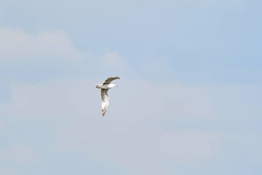 Mavi gökyüzünde uçan güzel beyaz martı ve beyaz bulutlar, özgürlük ve uçuş konsepti.