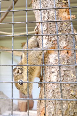 Çizgili bir kemirgen sincap sincabını av havasında bir ağaç gövdesinde gördü. Hayvan davranışları teması. Gözüne odaklan..