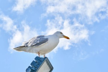 Bir martı güneşte mavi gökyüzüne karşı oturur..
