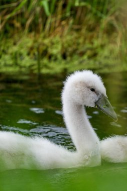 Yavru kuğular gölde yüzen küçük yavrular. Beyaz ve gri renkli. Ördek otu suda yüzer.