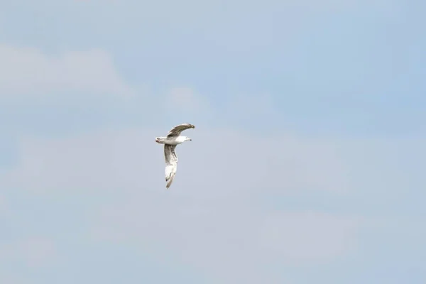 Gaivota Branca Bonita Voando Contra Céu Azul Nuvens Brancas Liberdade — Fotografia de Stock