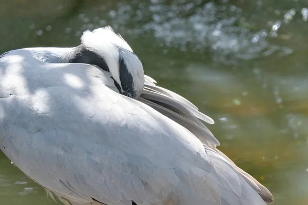 Prachtige Kop Van Een Grijze Kraan Zijaanzicht Lang Wit Haar — Stockfoto