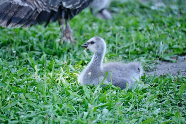 柔らかい灰色の七面鳥の雛 赤ん坊の鳥が草の中に座っている — ストック写真