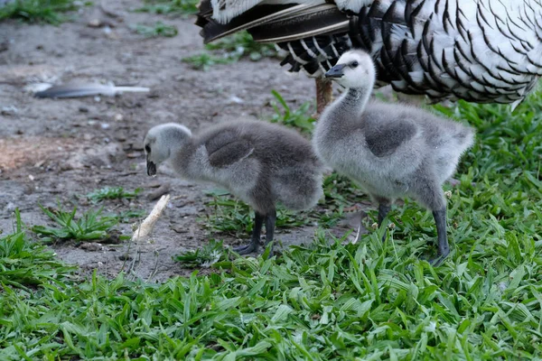 Grå Kalkonkycklingar Turkiet Baby Fågel Stående Gräset — Stockfoto