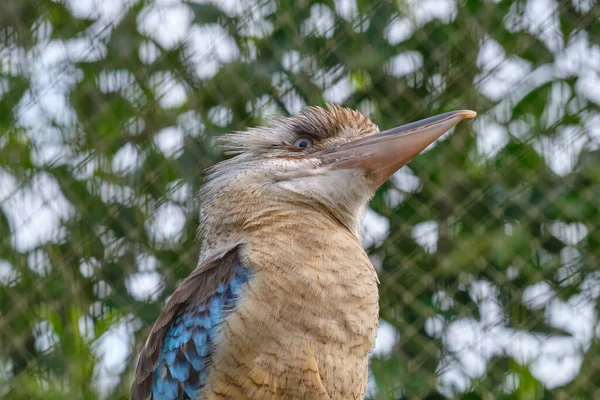 Blauwvleugelkookaburra Vogel Zittend Een Tak Wilde Dieren Vogels Spotten — Stockfoto