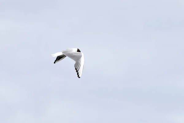 Mouette Tête Noire Vol Sur Fond Bleu Vue Face — Photo