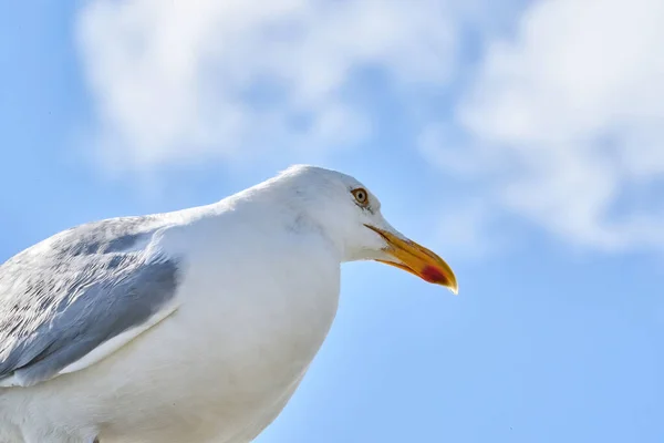 Une Tête Mouette Est Assise Contre Ciel Bleu Soleil — Photo