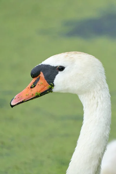 オレンジのくちばしを持つ1つの白い白鳥は 池で泳ぐ 首と頭だけだ 水の中にダックウィードが浮かぶ — ストック写真