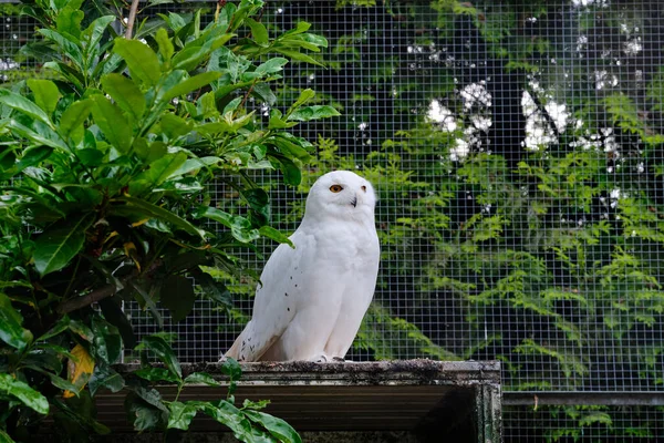Snowy owl sits on a branch in the tree and looks straight into the camera.