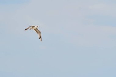 Mavi gökyüzünde uçan güzel beyaz martı ve beyaz bulutlar, özgürlük ve uçuş konsepti.
