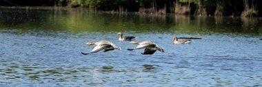 A group of gray geese, dark gray-brown goose, swimming in the water, wide long cover or banner. clipart