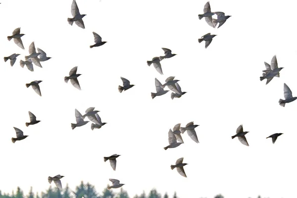 飛ぶハト 鳥の群れ 白い背景に隔離された自由な鳥 — ストック写真