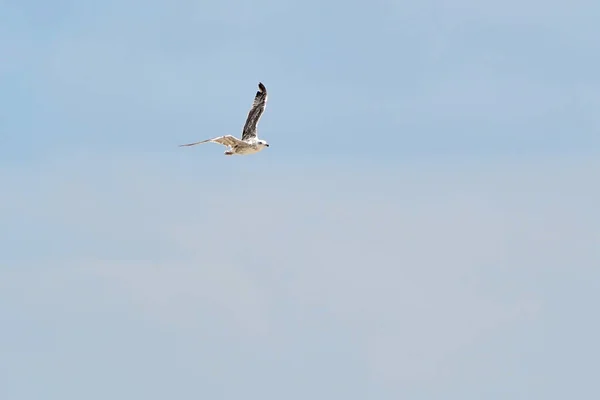 Gaivota Branca Bonita Voando Contra Céu Azul Nuvens Brancas Liberdade — Fotografia de Stock