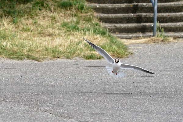 Black Headed Gull Flight Lands Asphalt Front View — Stock Photo, Image