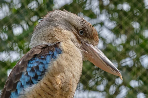 Blauwvleugelkookaburra Vogel Zittend Een Tak Wilde Dieren Vogels Spotten — Stockfoto