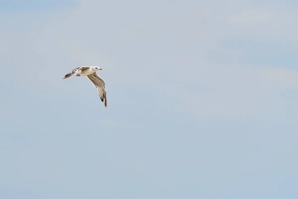 Hermosa Gaviota Blanca Volando Contra Cielo Azul Nubes Blancas Concepto — Foto de Stock