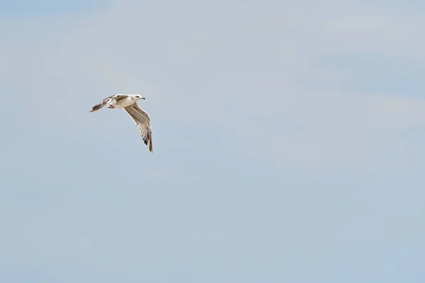 Gaivota Branca Bonita Voando Contra Céu Azul Nuvens Brancas Liberdade — Fotografia de Stock