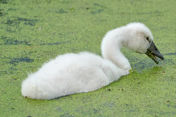 赤ちゃんの白鳥のパノラマ 小さな雛の池で泳いでいる 白とグレーの色 水の中にダックウィードが浮かぶ — ストック写真