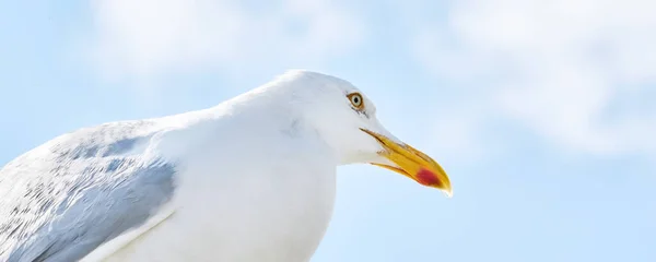 Une Mouette Est Assise Contre Ciel Bleu Soleil Large Couverture — Photo