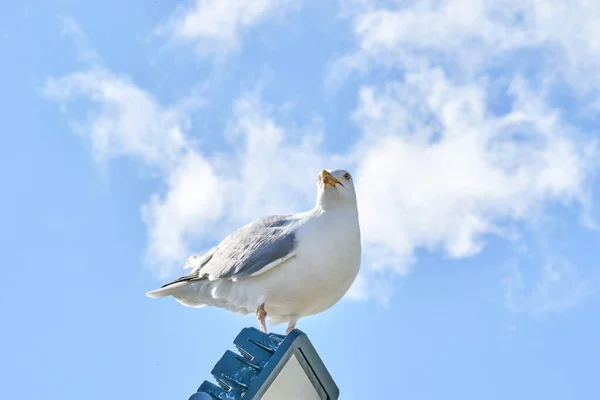 Une Mouette Est Assise Contre Ciel Bleu Soleil — Photo