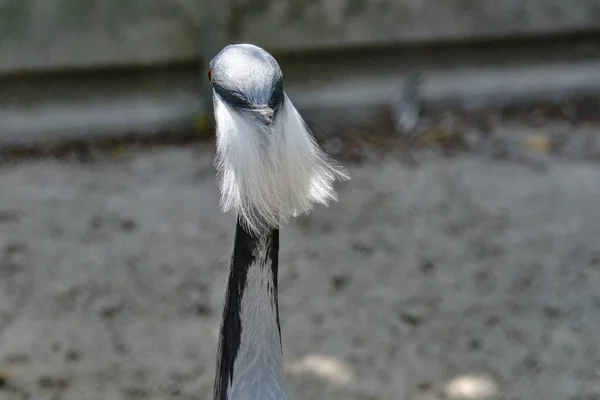 Cabeça Bonita Guindaste Cinza Visto Pelas Costas Cabelos Brancos Longos — Fotografia de Stock